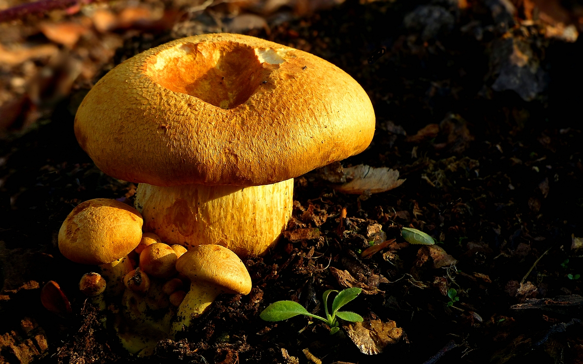 The Fungi World (392) : Cortinarius aurantioturbinatus