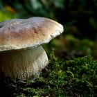 The Fungi World (393) : Penny Bun 