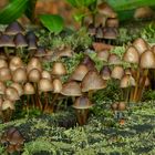 The Fungi World (394) : Clustered Pine Bonnet 