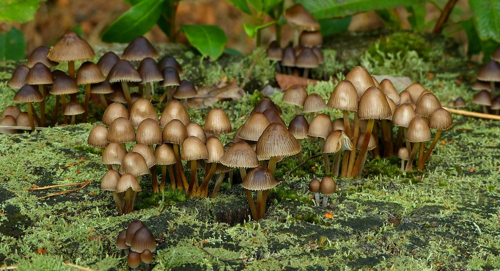 The Fungi World (394) : Clustered Pine Bonnet 