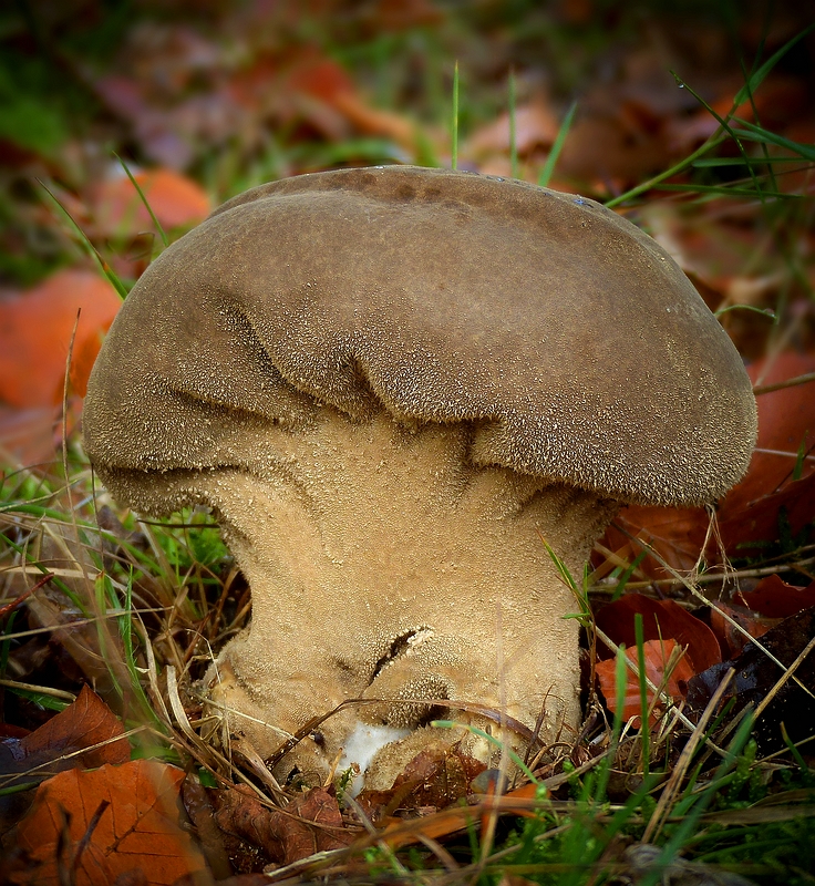 The Fungi World (395) : Dusky Puffball