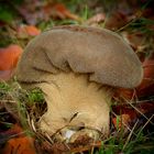 The Fungi World (395) : Dusky Puffball