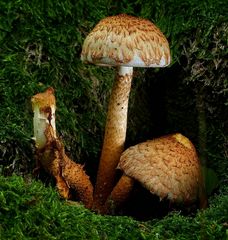 The Fungi World (396) : Shaggy Scalycap 