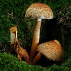 The Fungi World (396) : Shaggy Scalycap 
