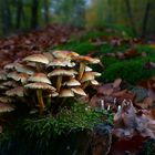 The Fungi World (397) : Sulphur Tuft 