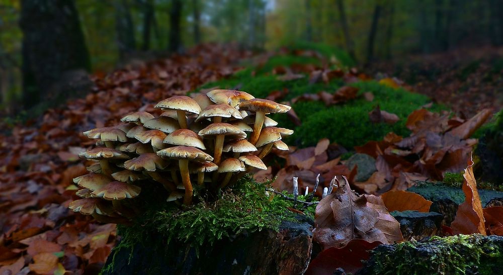 The Fungi World (397) : Sulphur Tuft 