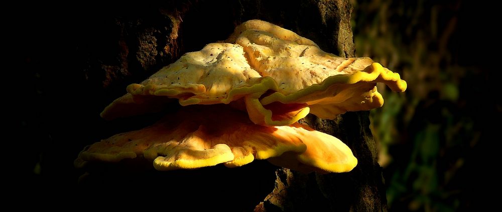 The Fungi World (398) : Chicken of the Woods 