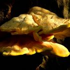 The Fungi World (398) : Chicken of the Woods 