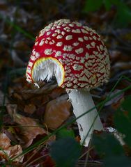 The Fungi World (399) : Fly Agaric 