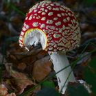 The Fungi World (399) : Fly Agaric 