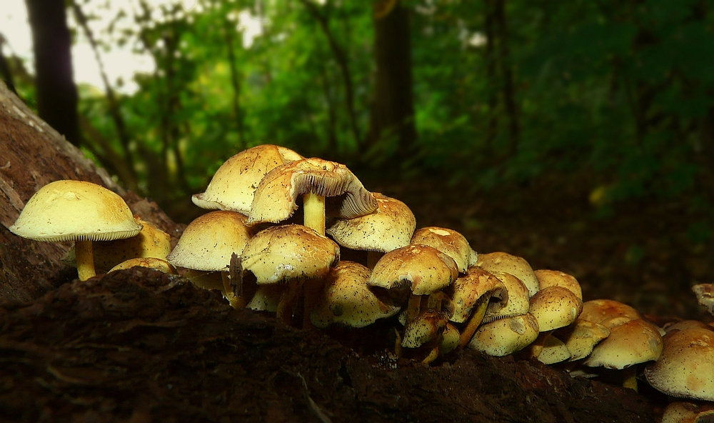 The Fungi world (4) : Sulphur tuft