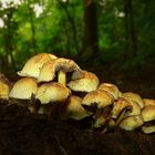 The Fungi world (4) : Sulphur tuft