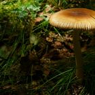 The Fungi world (40) : Tawny Grisette