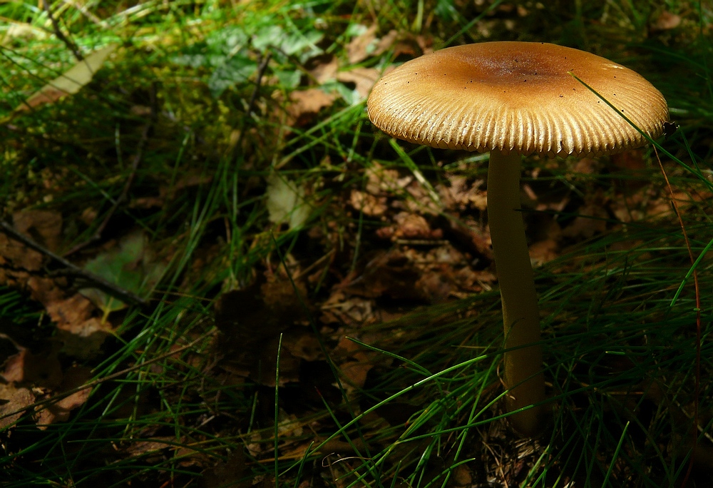 The Fungi world (40) : Tawny Grisette