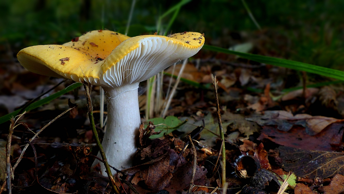 The Fungi World (400) : Ochre Brittlegill 