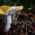 The Fungi World (400) : Ochre Brittlegill 