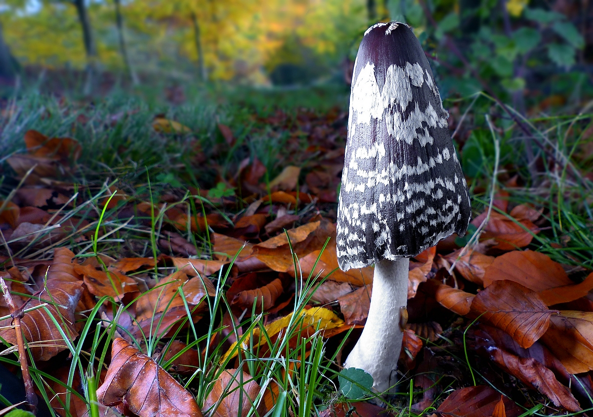 The Fungi World (401) : Magpie Inkcap 