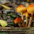 The Fungi World (402) :  Sunset Webcap