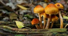 The Fungi World (402) :  Sunset Webcap