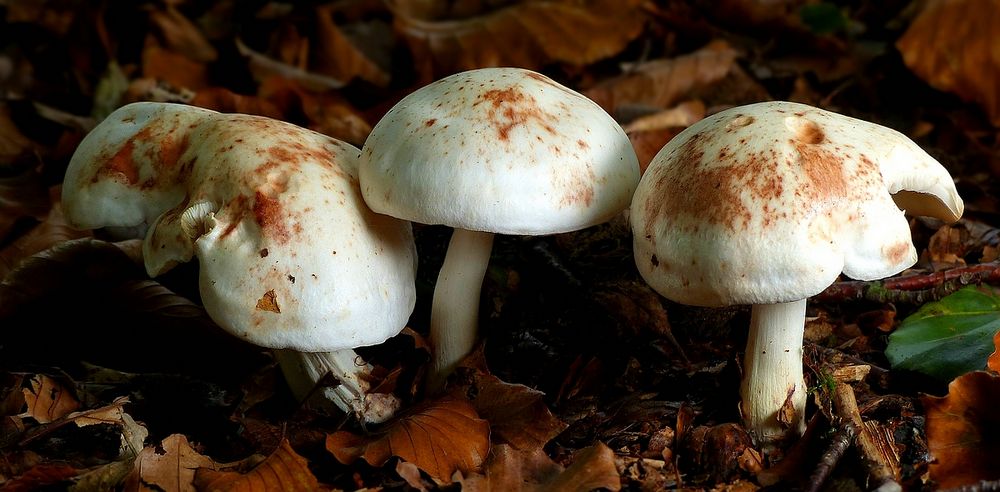 The Fungi World (403) : Spotted Toughshank