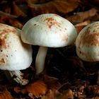 The Fungi World (403) : Spotted Toughshank