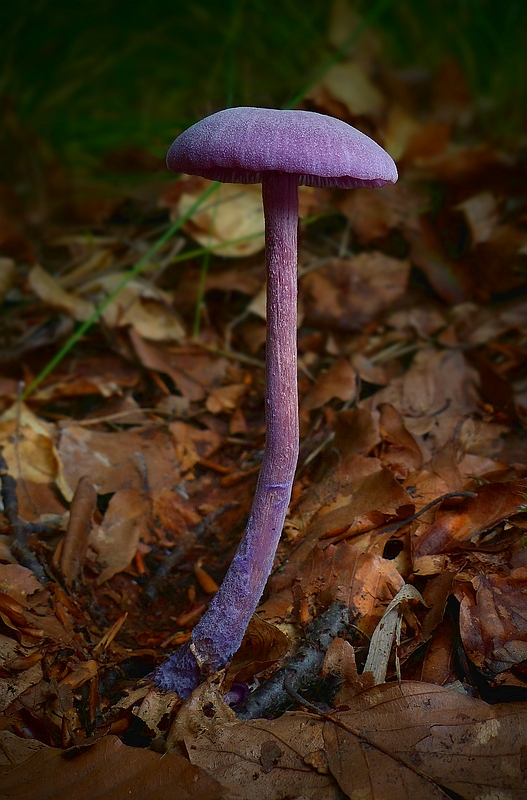 The Fungi World (404) : Amethyst Deceiver