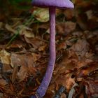 The Fungi World (404) : Amethyst Deceiver