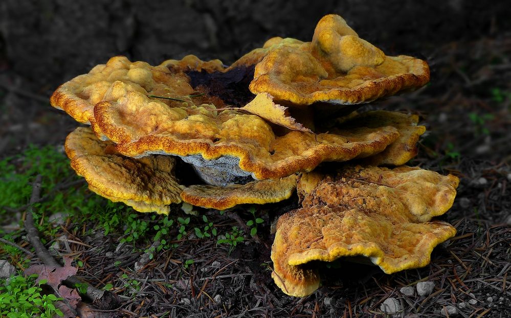 The Fungi World (405) : Woolly Velvet Polypore 