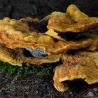 The Fungi World (405) : Woolly Velvet Polypore 