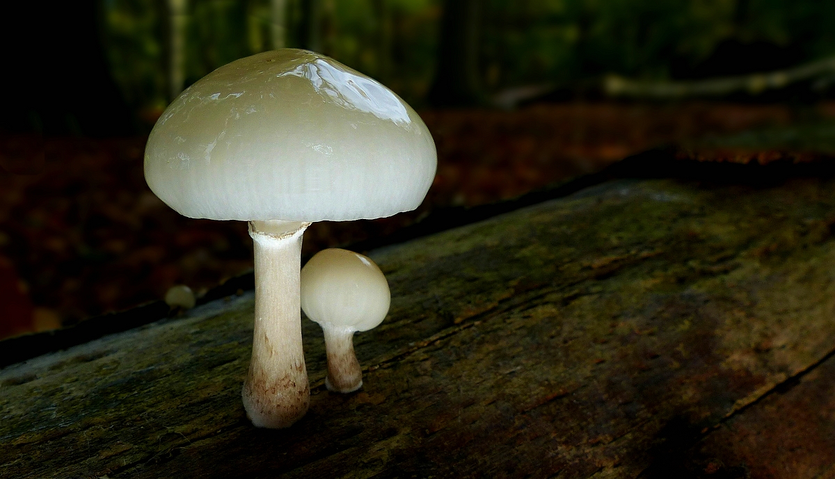 The Fungi World (406) : Porcelain Fungus