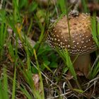 The Fungi World (407) : Panther Cap