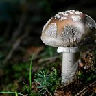 The Fungi World (408) : Grey Spotted Amanita