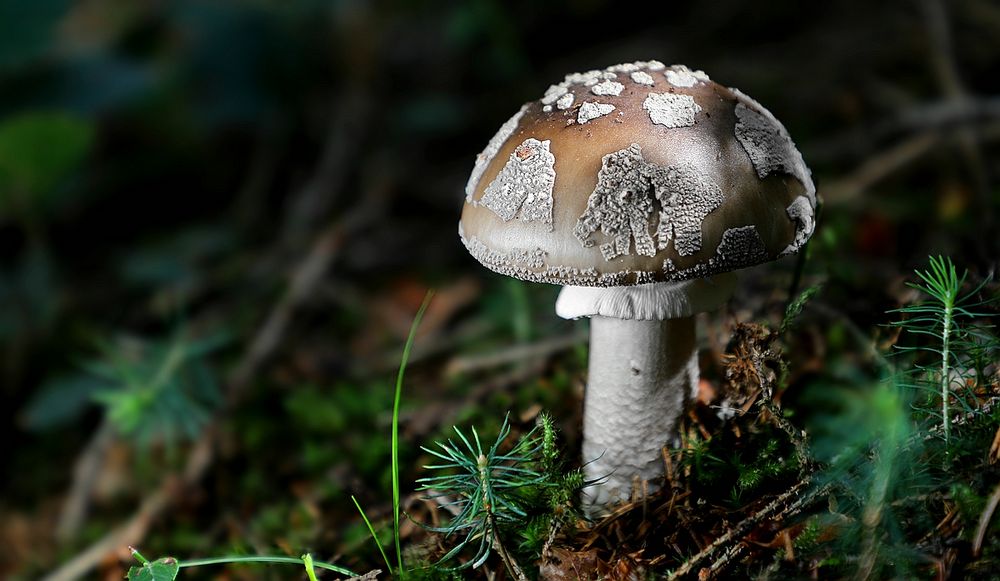 The Fungi World (408) : Grey Spotted Amanita