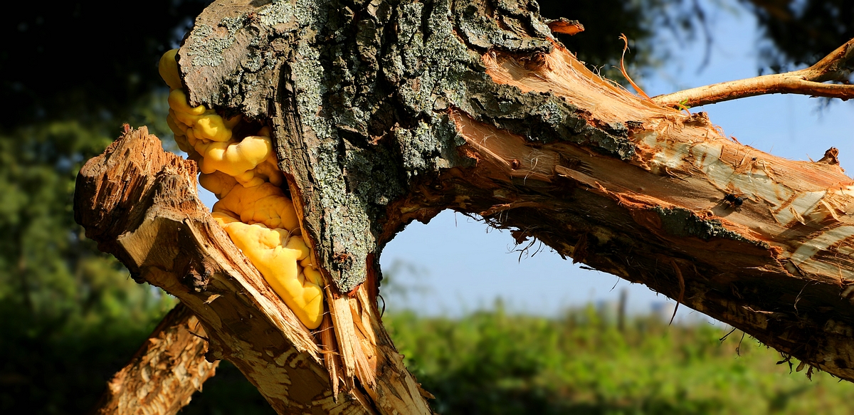 The Fungi World (409) : Chicken of the Woods