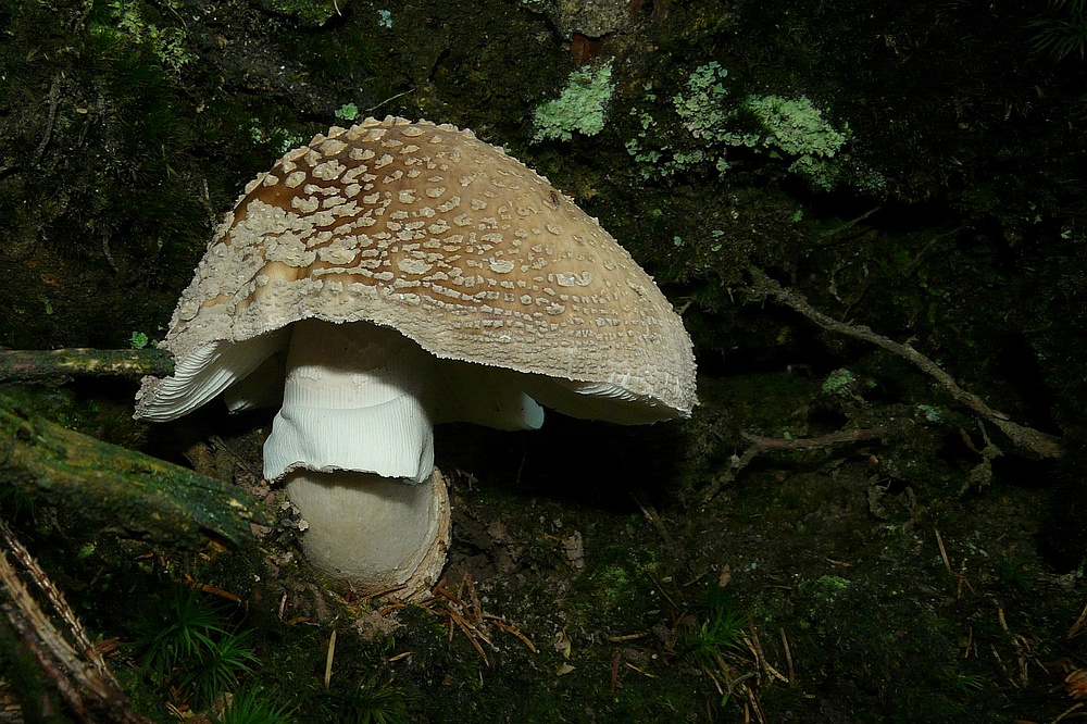 The Fungi world (41) : Panther cap