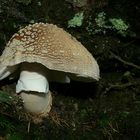 The Fungi world (41) : Panther cap