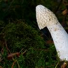 The Fungi World (410) : Stinkhorn