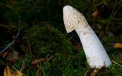 The Fungi World (410) : Stinkhorn