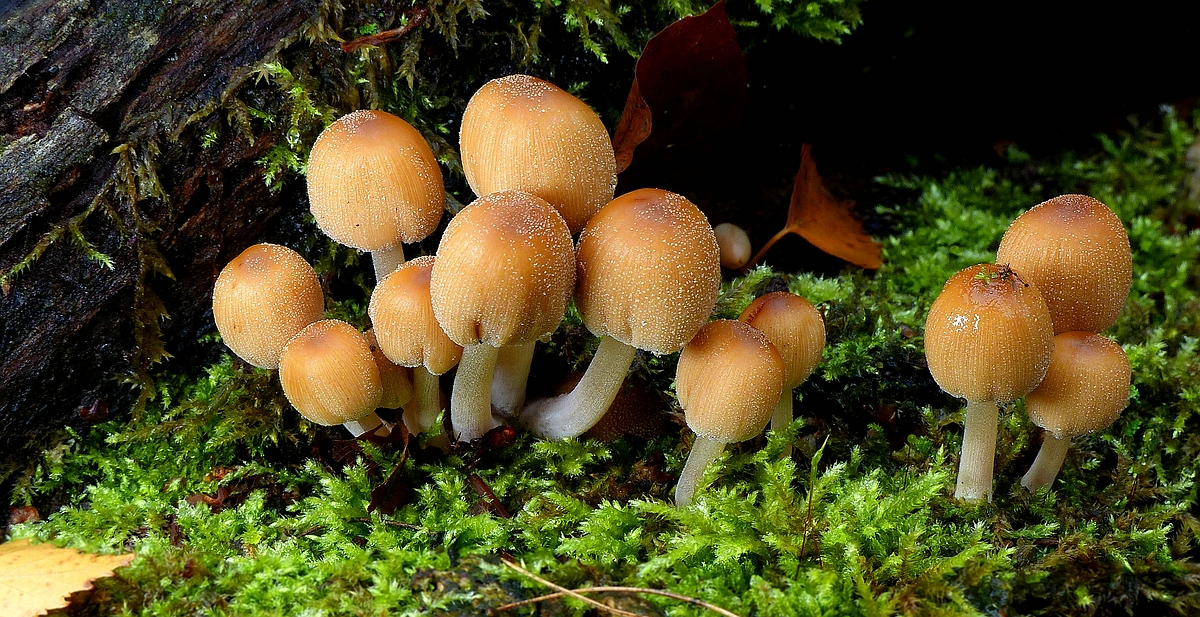 The Fungi World (411) : Glistening Inkcap