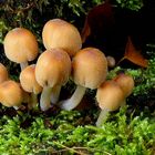 The Fungi World (411) : Glistening Inkcap