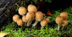 The Fungi World (411) : Glistening Inkcap