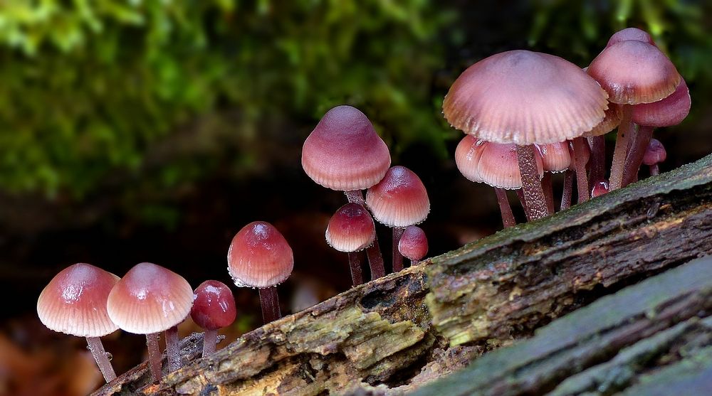 The Fungi World (412) : Burgundydrop Bonnet