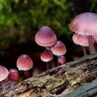 The Fungi World (412) : Burgundydrop Bonnet