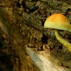 The Fungi World (413) : Sulphur tuft