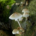 The Fungi World (414) : Porcelain Fungus