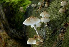 The Fungi World (414) : Porcelain Fungus