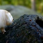 The Fungi World (415) : Scaly Shield