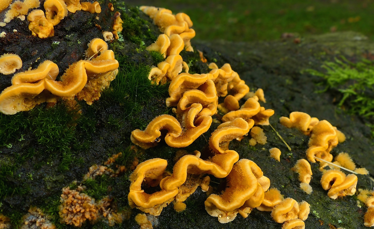 The Fungi World (416) : Hairy Curtain Crust