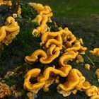 The Fungi World (416) : Hairy Curtain Crust