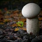The Fungi World (417) : Common Puffball